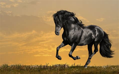 wallpaper horse pictures|300,000+ of the Best HD Horse Wallpapers for Free .